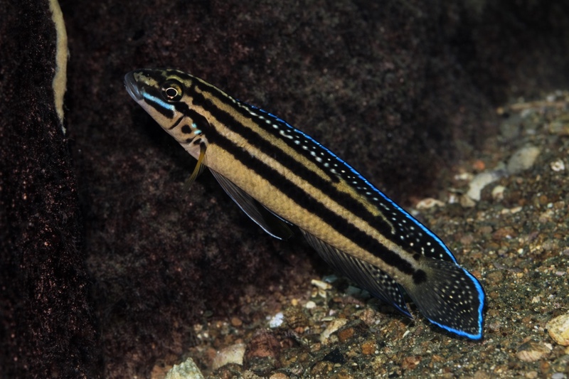 Julidochromis marksmithi 'Katondo Point'